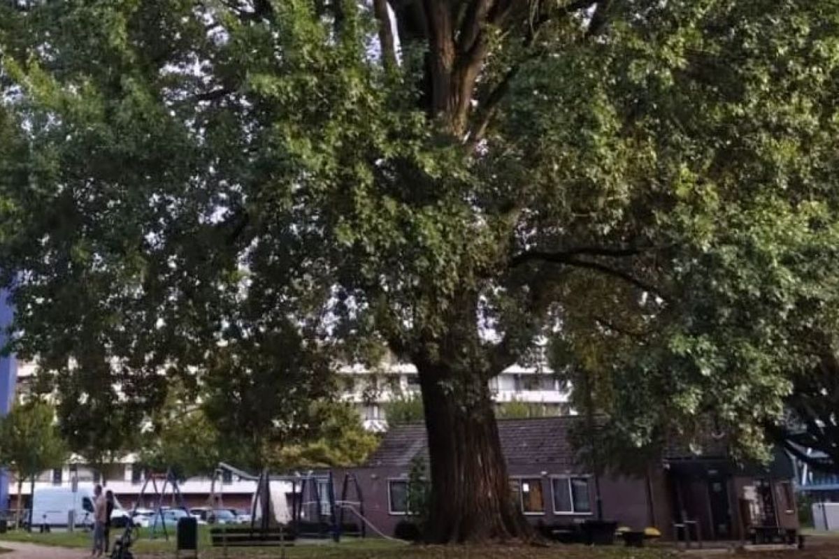 CDA Veenendaal