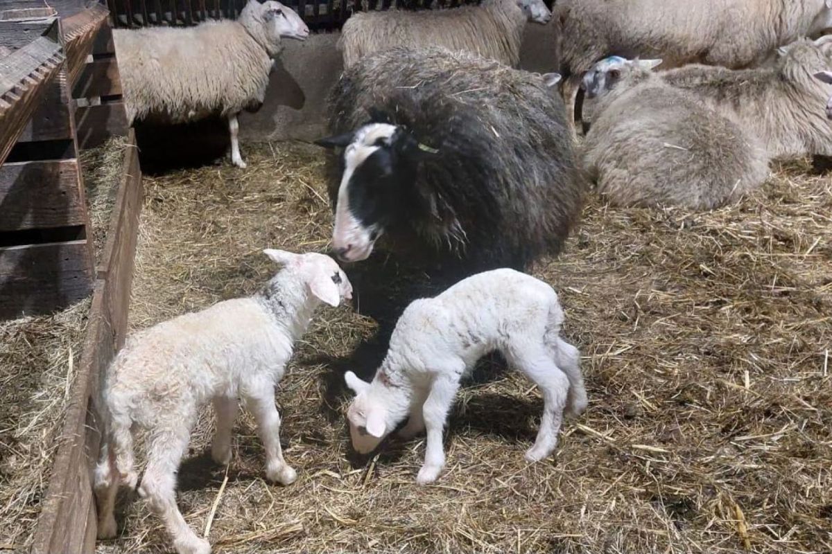 Stichting Edese Schaapskudden