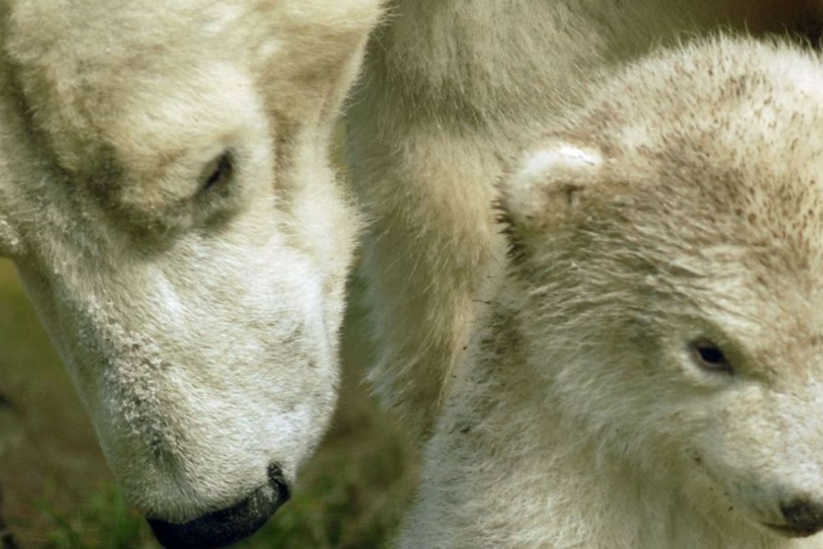 Ouwehands Dierenpark