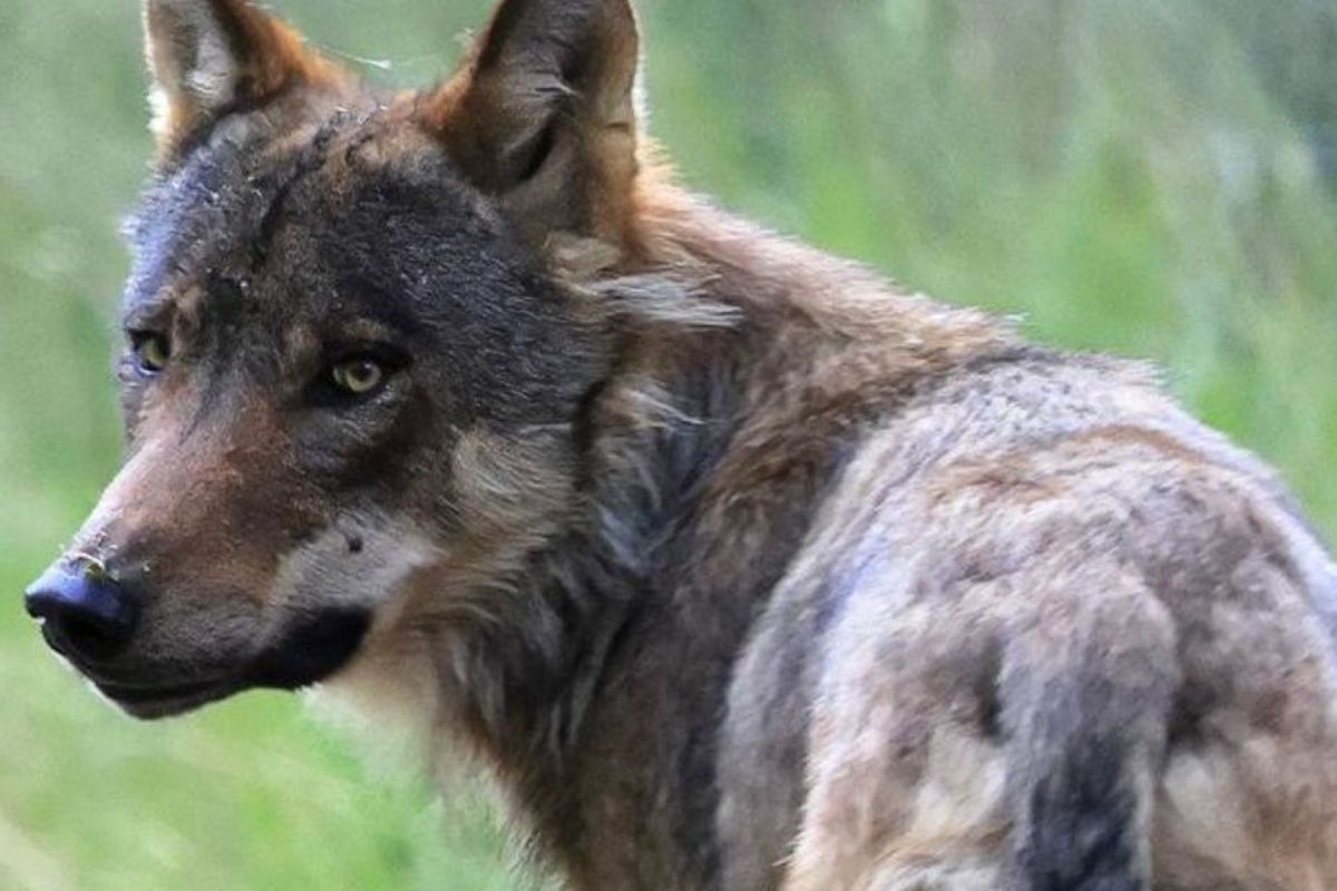 Nationale Park De Hoge Veluwe