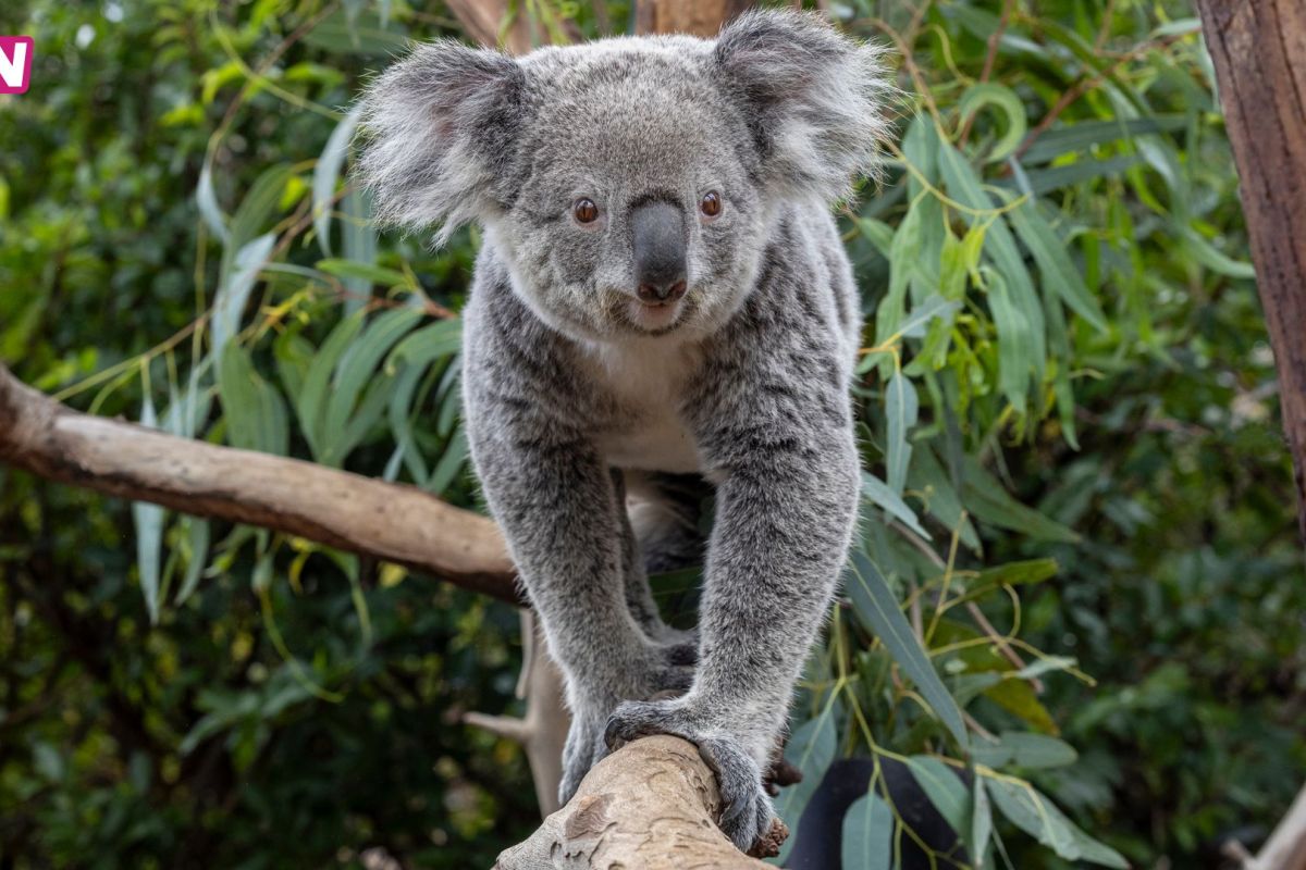 Ouwehands Dierenpark / KLM / KLM Cargo